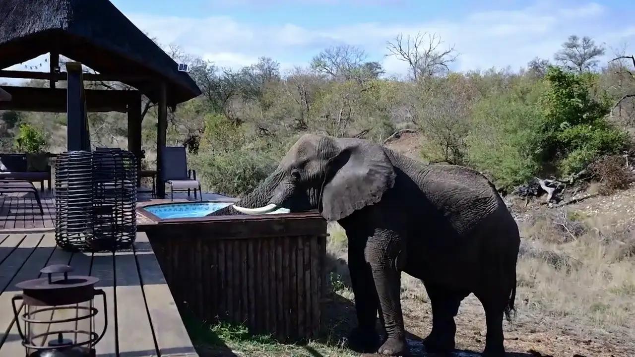 Pillan a una manada de elefantes bebiendo y refrescándose en una pisicina