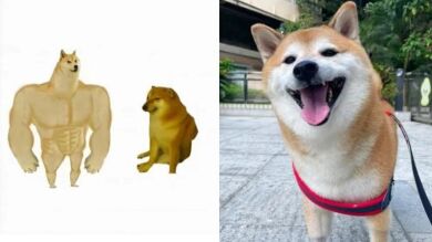 Muere Cheems Balltze, protagonista de los memes de 'perro grande vs perro pequeño'