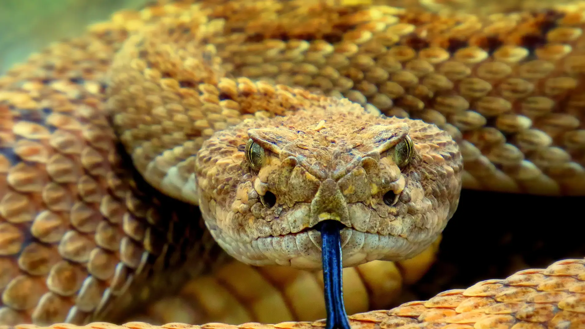 ¿Qué significa soñar con serpientes?