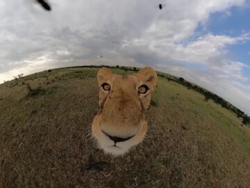 Una leona roba una cámara GoPro y se va corriendo con ella