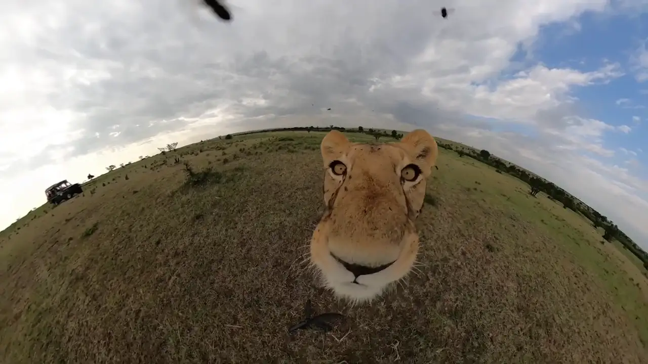 Una leona roba una cámara GoPro y se va corriendo con ella