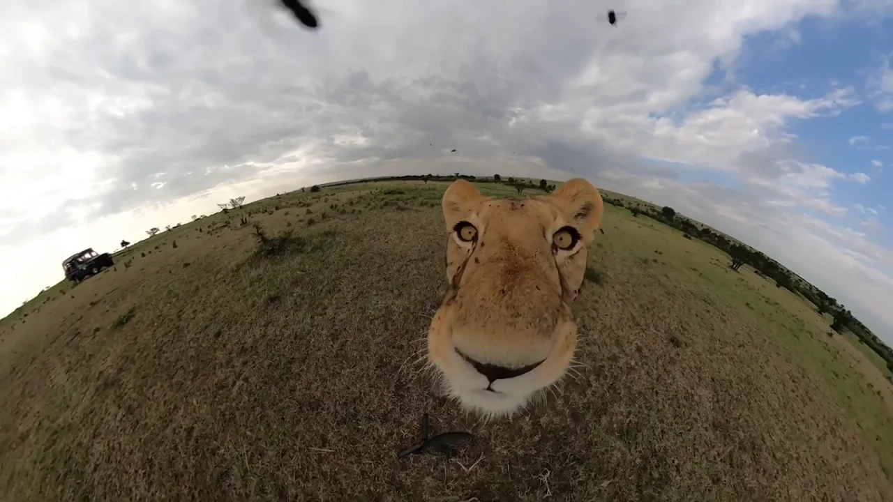 Una leona roba una c&aacute;mara GoPro y se va corriendo con ella