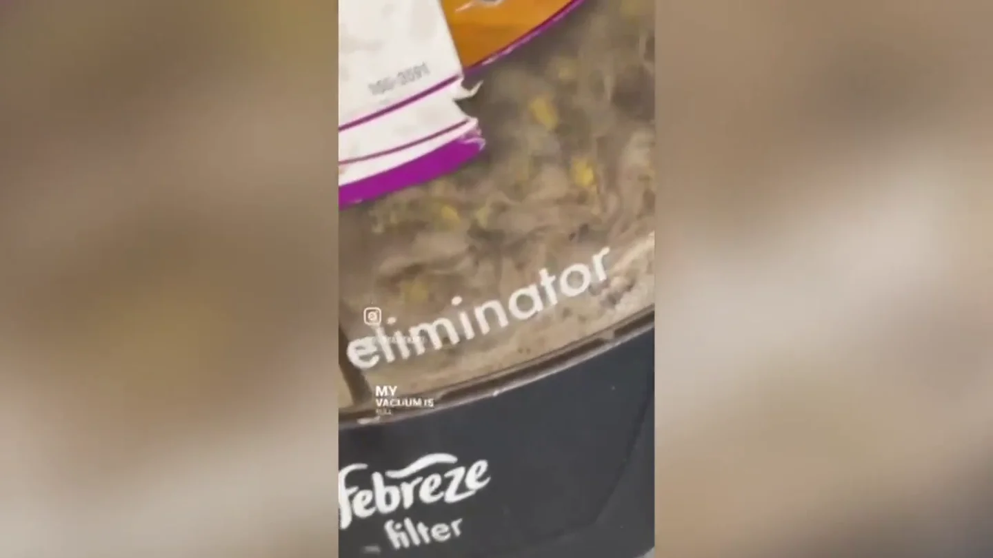 Intenta deshacerse de unas avispas con una aspiradora y entra en pánico cuando descubre un nido en el techo Intenta deshacerse de unas avispas con una aspiradora y entra en pánico cuando descubre un nido en el techo