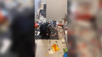 Cuando tu perro piensa que la destrucción es mejor que sus juguetes y amigos