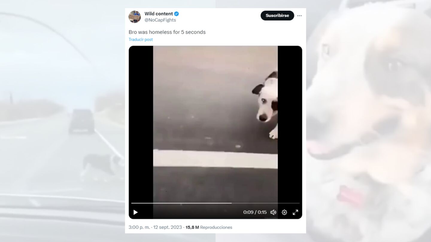 Tuit viral en el que comparte el v&iacute;deo del perro rescatado.