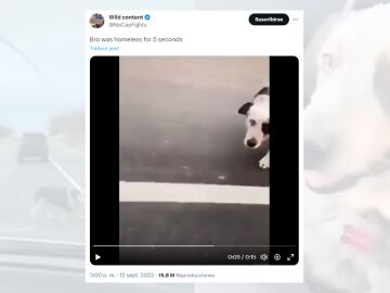 Tuit viral en el que comparte el vídeo del perro rescatado.