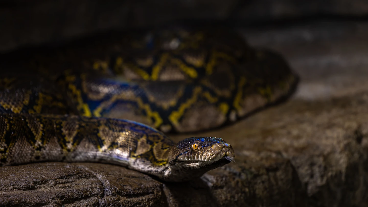 Serpiente pitón reticulada Serpiente pitón reticulada