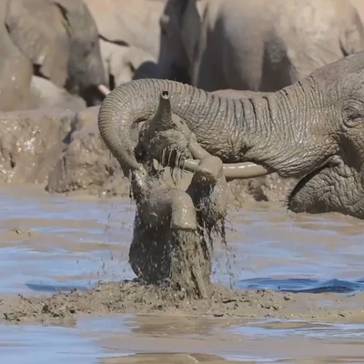 Elefante bebé siendo atacado por un adulto