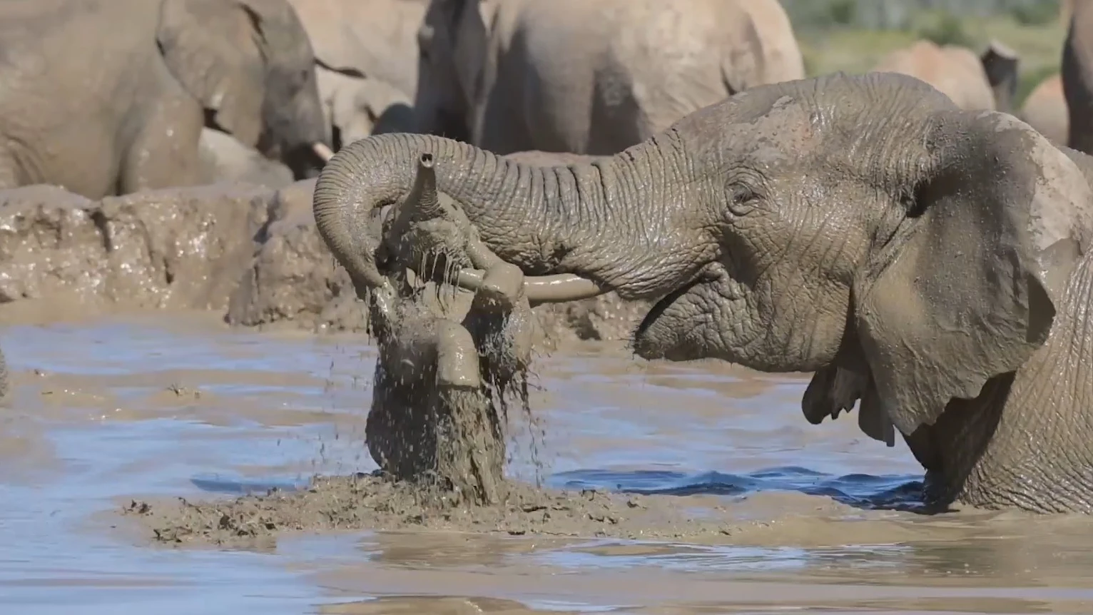Elefante beb&eacute; siendo atacado por un adulto