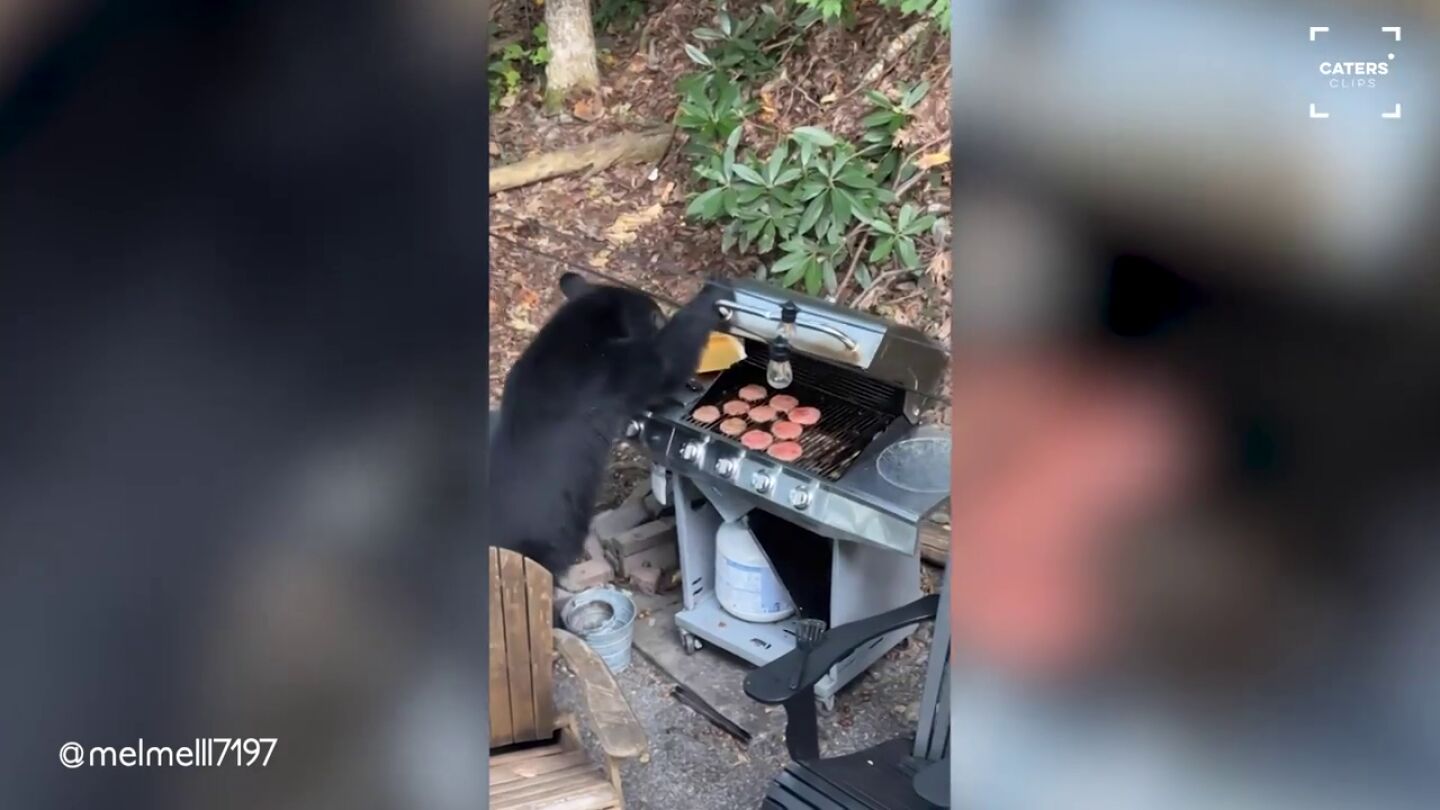 Un oso se cuela en una barbacoa y se come todas las hamburguesas de la parrilla