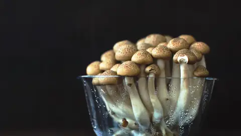 Setas alucinógenas Setas alucinógenas