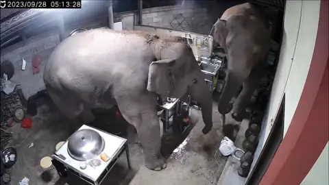 Elefantes saquean una casa en China por segunda vez en un año Elefantes saquean una casa en China por segunda vez en un año