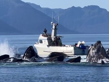 Un barco es acosado por una manada de ballenas