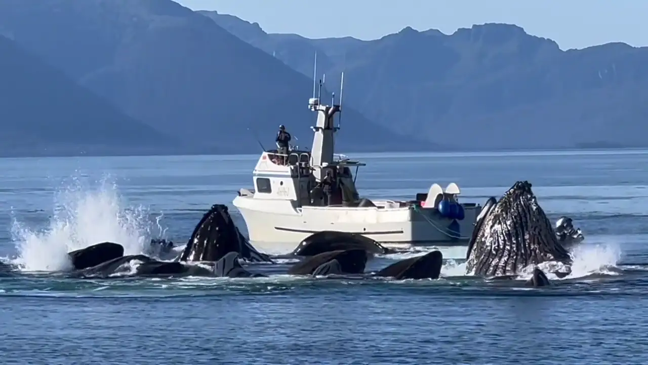 Un barco es acosado por una manada de ballenas