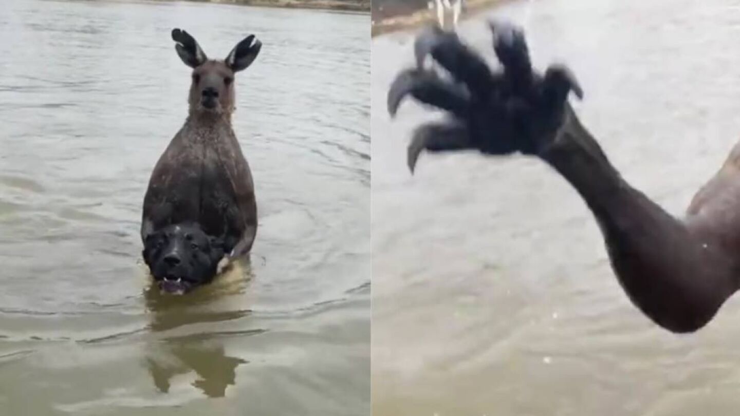 Canguro intenta ahogar a un perro