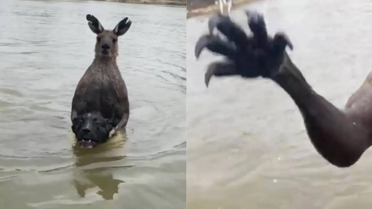 Canguro intenta ahogar a un perro Canguro intenta ahogar a un perro