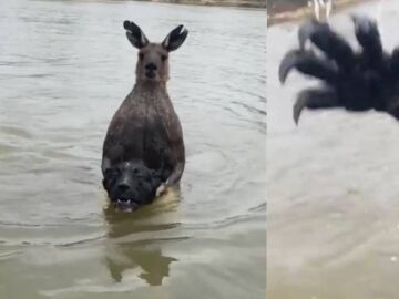 Canguro intenta ahogar a un perro