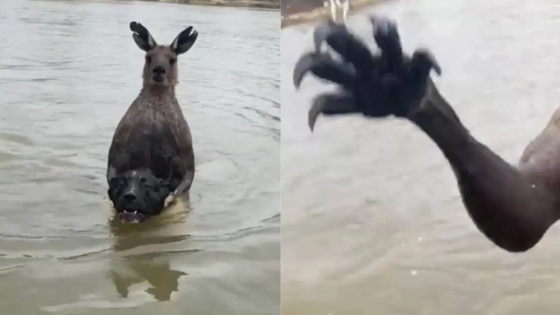 Canguro intenta ahogar a un perro Canguro intenta ahogar a un perro
