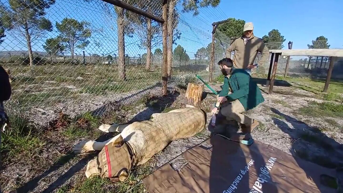 As&iacute; le hacen la manicura a un le&oacute;n en un santuario