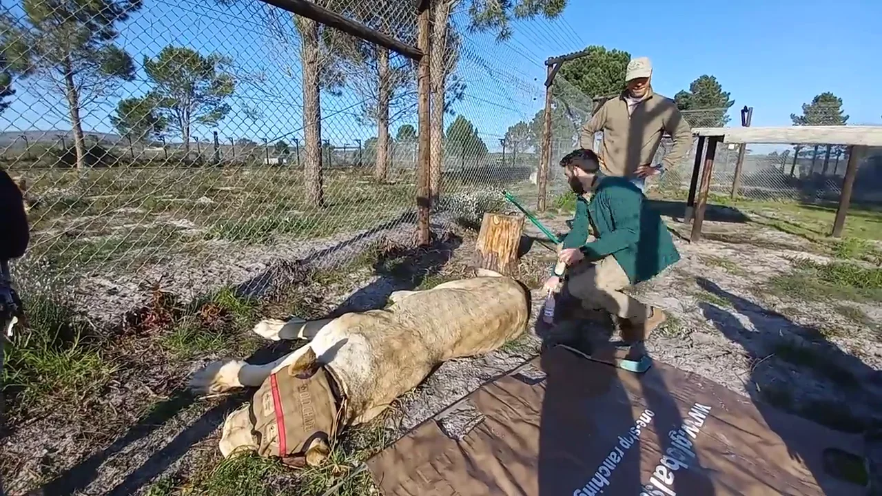 Así le hacen la manicura a un león en un santuario Así le hacen la manicura a un león en un santuario