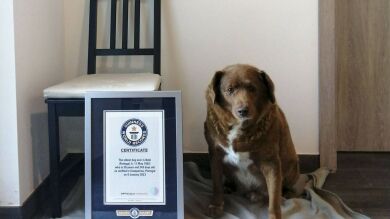 Muere a los 31 años el perro más viejo del mundo: ¿Cuál fue el secreto de la larga vida de Bobi?