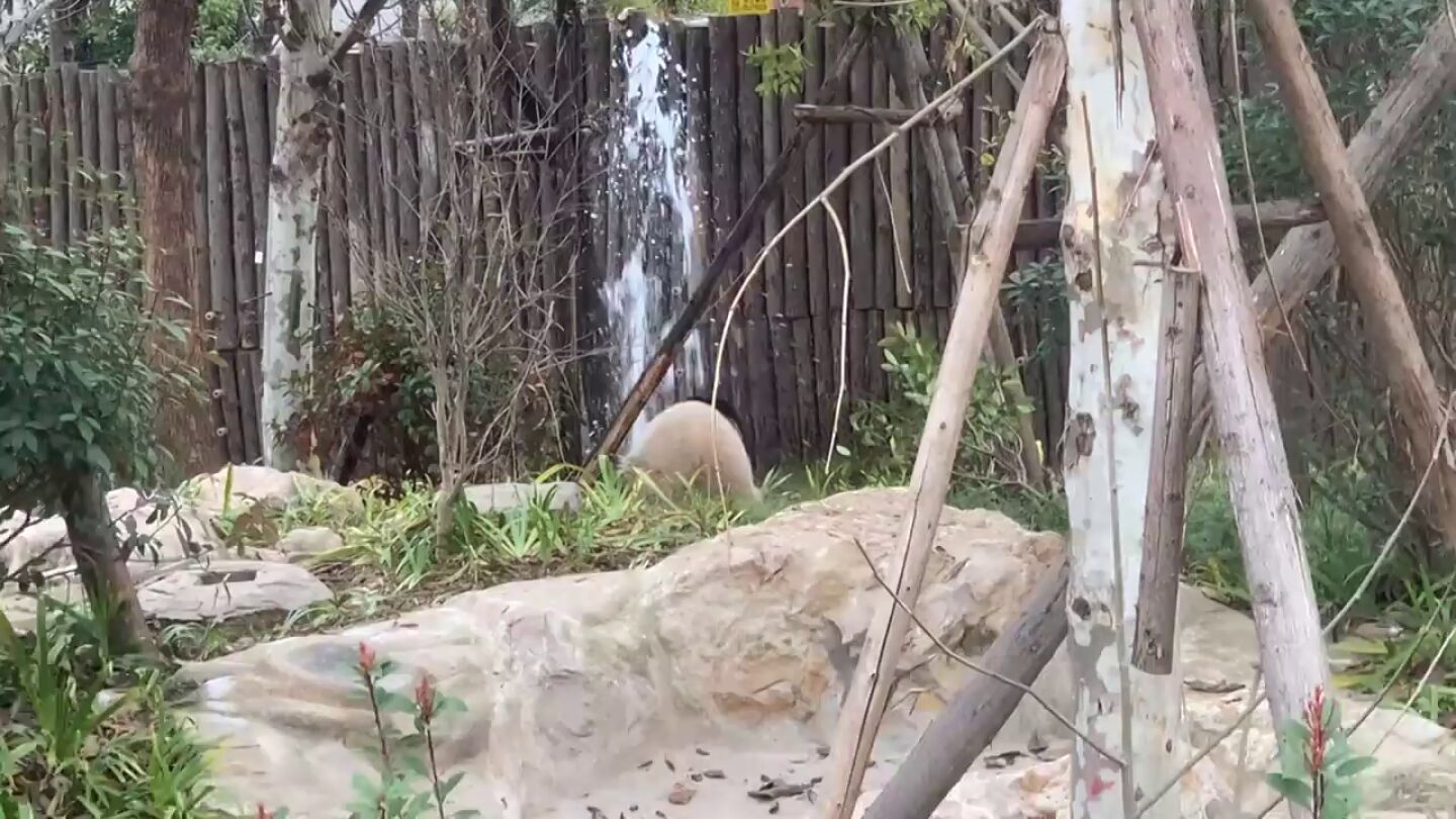Un oso panda rompe una tuber&iacute;a un zoo de China e intenta arreglarla