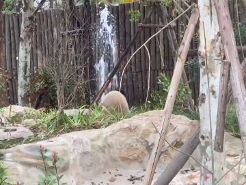 Un oso panda rompe una tubería un zoo de China e intenta arreglarla
