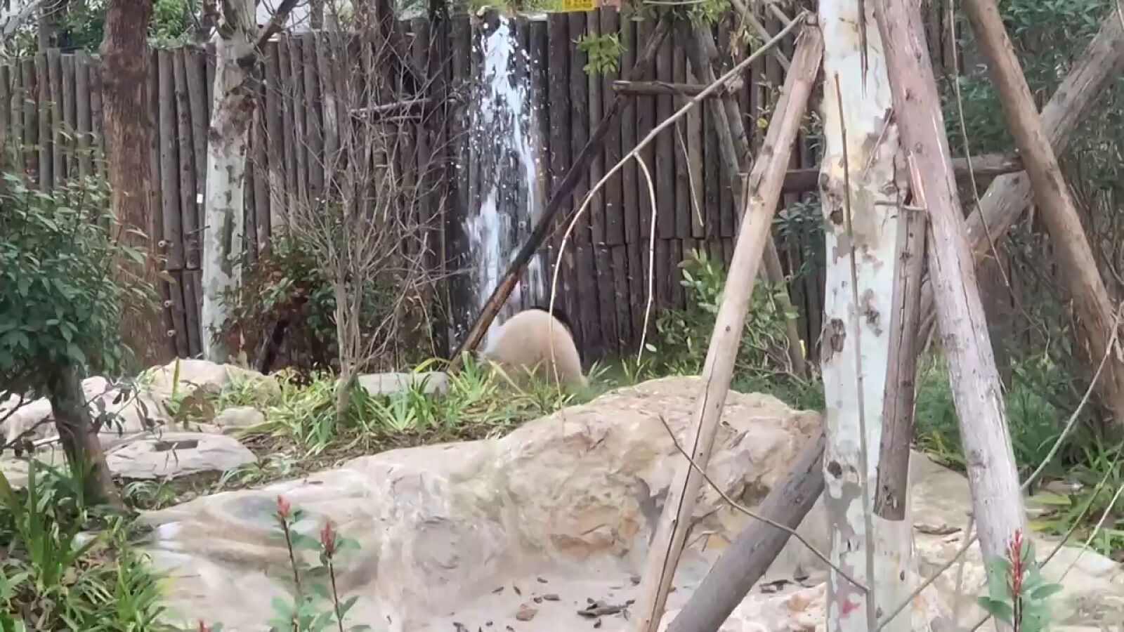 Un oso panda rompe una tubería un zoo de China e intenta arreglarla