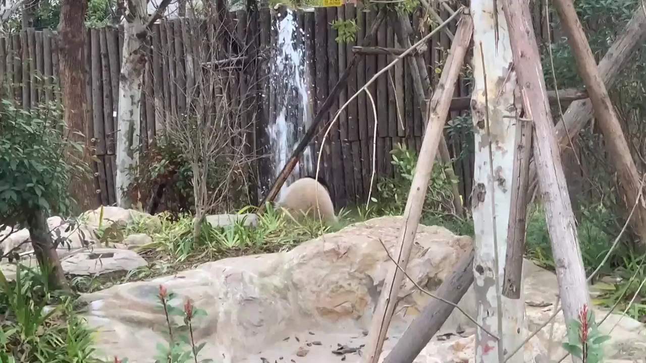 Un oso panda rompe una tuber&iacute;a un zoo de China e intenta arreglarla