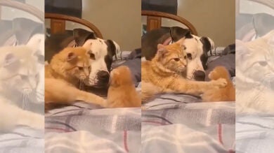 Esta mamá gata decide presentar a su gatito al perro de la familia, y su reacción es inolvidable