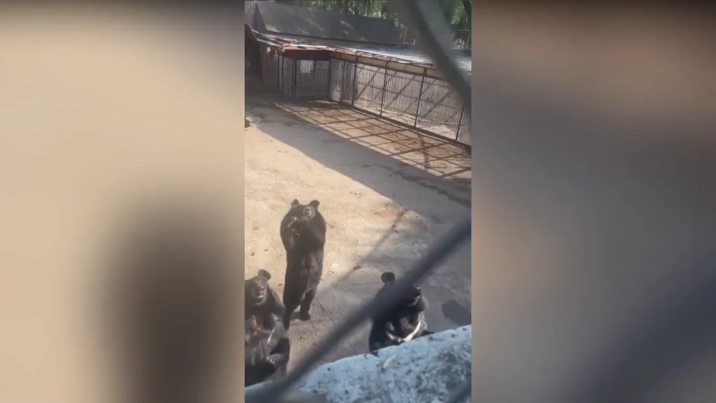 Un oso negro hace un vídeo de TikTok viral con un turista en zoo de China Un oso negro hace un vídeo de TikTok viral con un turista en zoo de China