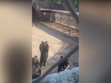 Un oso negro hace un vídeo de TikTok viral con un turista en zoo de China