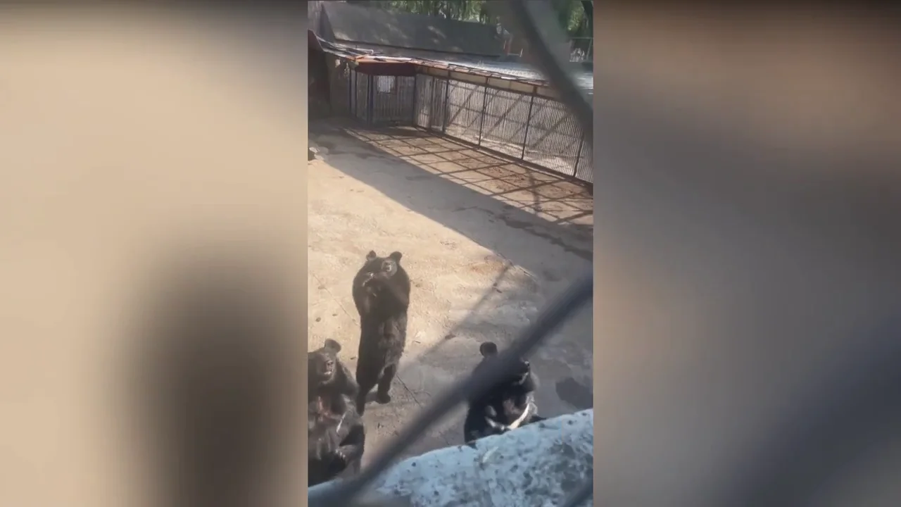 Un oso negro hace un vídeo de TikTok viral con un turista en zoo de China Un oso negro hace un vídeo de TikTok viral con un turista en zoo de China