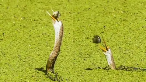 Vídeo viral del pez que consiguió escapar de un pájaro. Vídeo viral del pez que consiguió escapar de un pájaro.