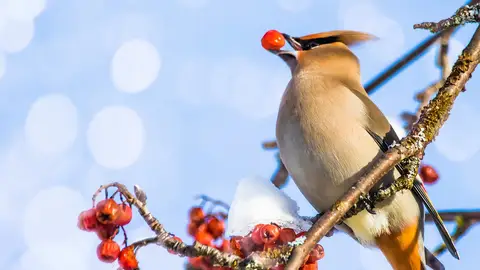 Pájaros alas de cera. Pájaros alas de cera.