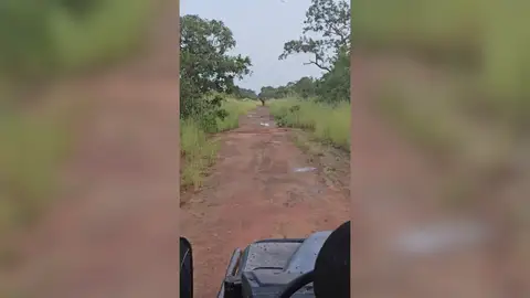 Un elefante enfadado carga contra un jeep al que se le rompe el motor en un Safari Un elefante enfadado carga contra un jeep al que se le rompe el motor en un Safari