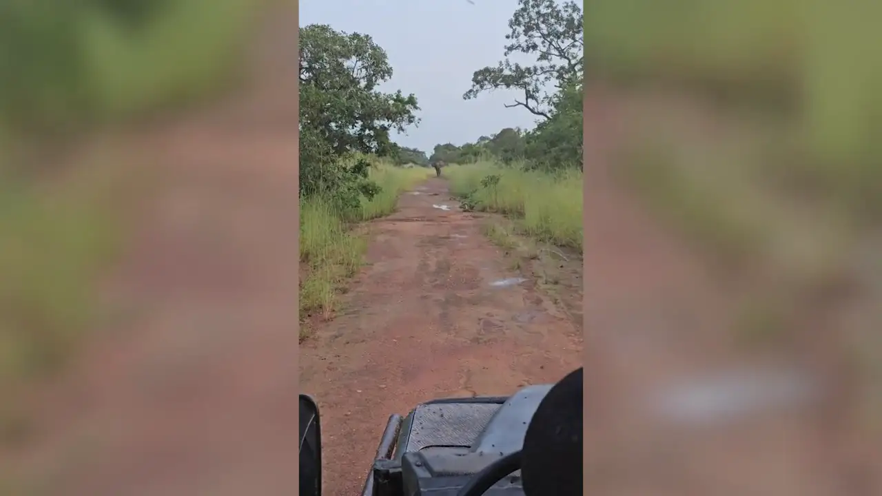 Un elefante enfadado carga contra un jeep al que se le rompe el motor en un Safari