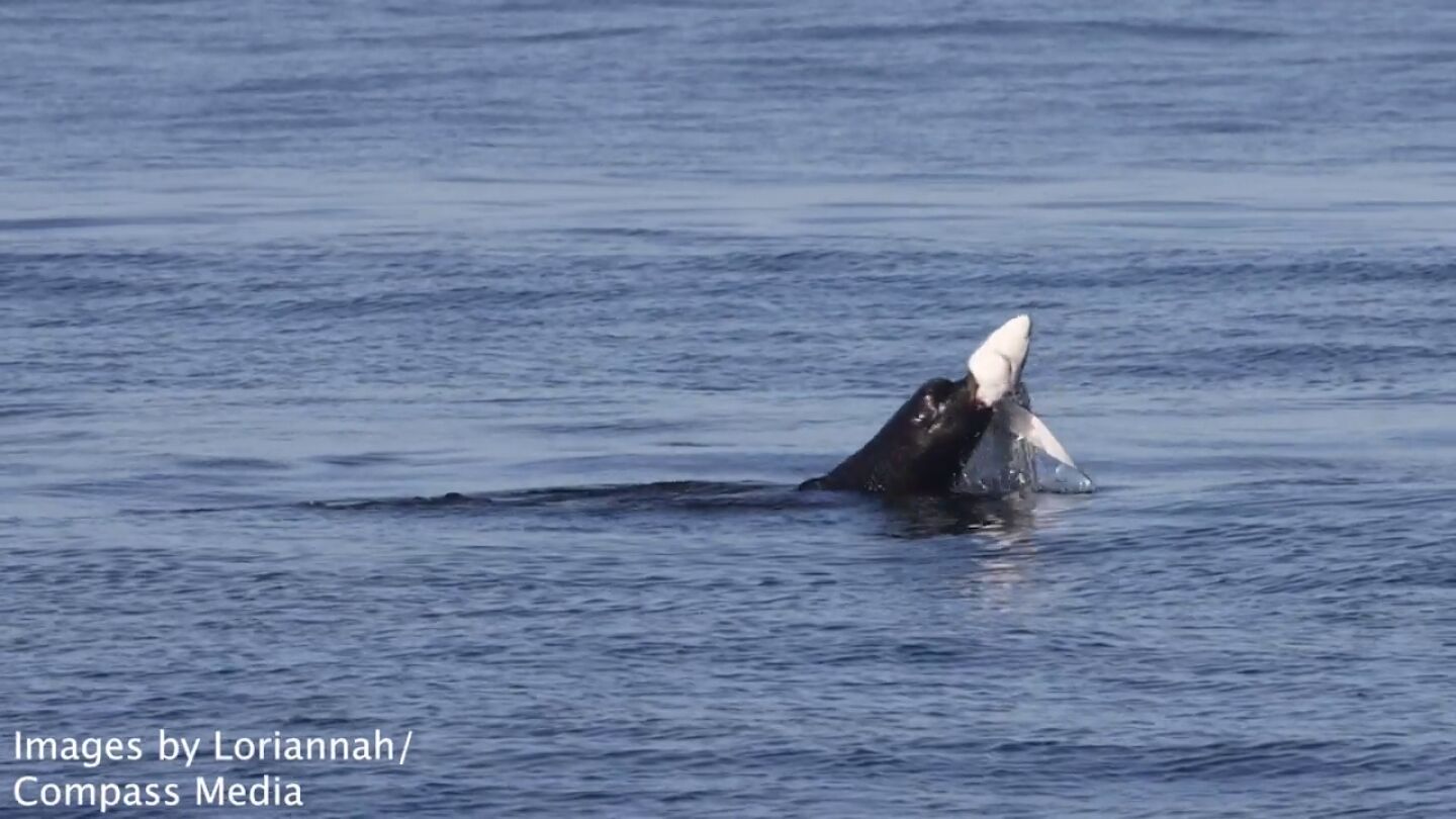 El incr&eacute;ible momento en que en le&oacute;n marino ataca y destroza a un tibur&oacute;n