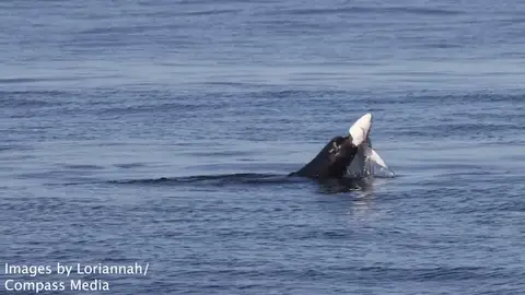 El incréible momento en que en león marino ataca y destroza a un tiburón El incréible momento en que en león marino ataca y destroza a un tiburón