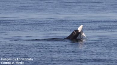 El increíble momento en que en león marino ataca y destroza a un tiburón
