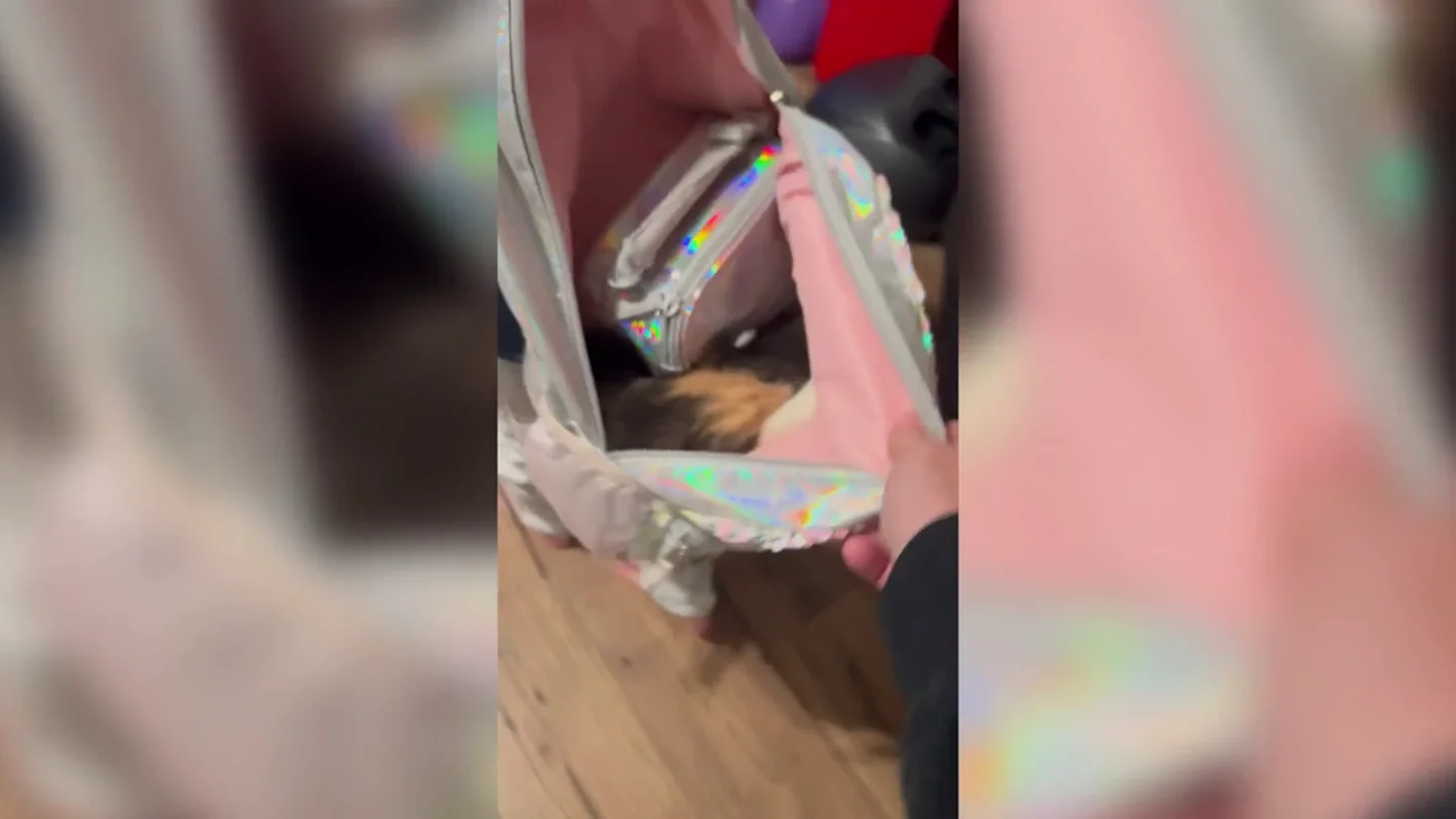 Una niña intenta llevarse a su gato al colegio escondido en la mochila pero su madre la pilla a tiempo Una niña intenta llevarse a su gato al colegio escondido en la mochila pero su madre la pilla a tiempo
