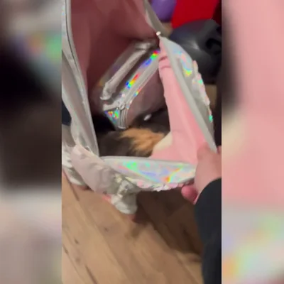 Una niña intenta llevarse a su gato al colegio escondido en la mochila pero su madre la pilla a tiempo
