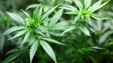 Gente que consume marihuana antes de desayunar