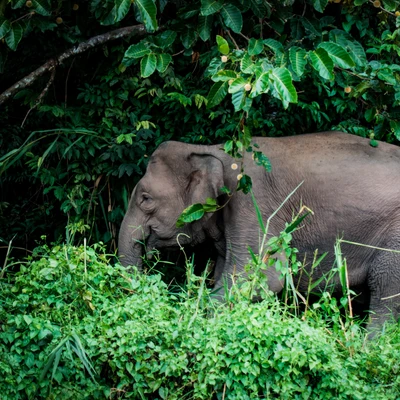Imagen de archivo de un elefante en Malasia