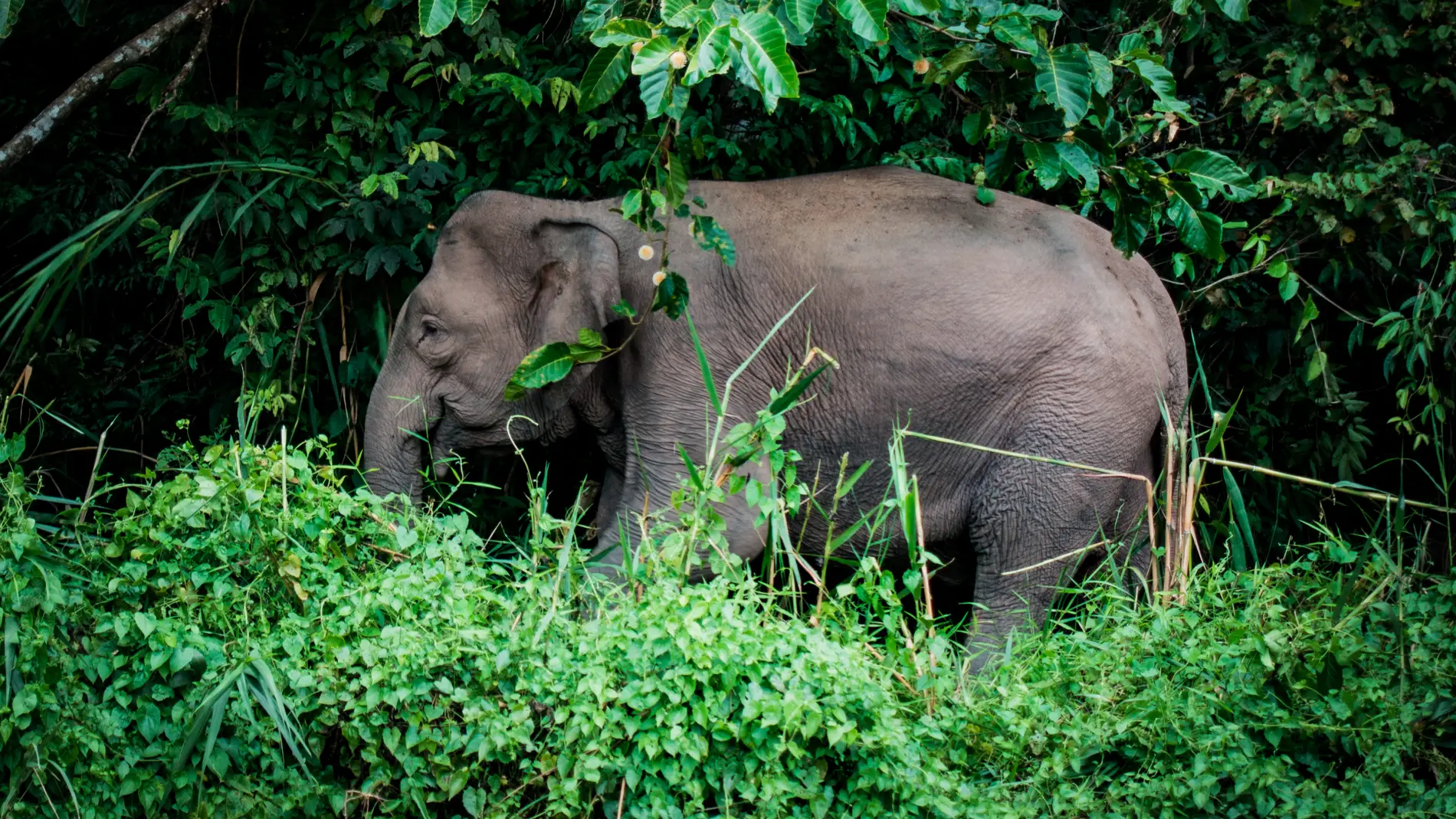 Imagen de archivo de un elefante en Malasia