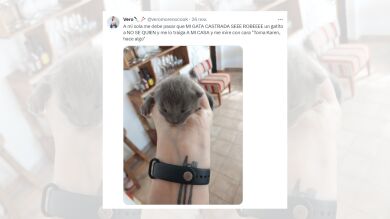 Una gata esterilizada sorprende a su dueña al robarle la cría a otra gata y traérsela a casa