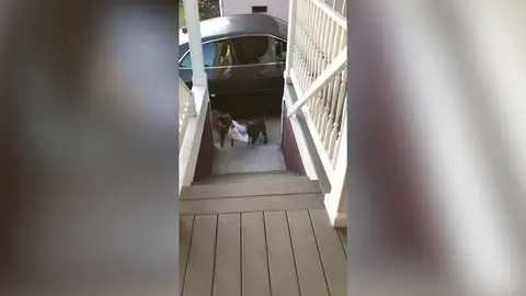 Una perra enseña al miembro más joven de la familia a traer el periódico a casa Una perra enseña al miembro más joven de la familia a traer el periódico a casa