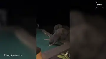 La cena romántica de una pareja de influencers en Sudáfrica se ve interrumpida por unos elefantes