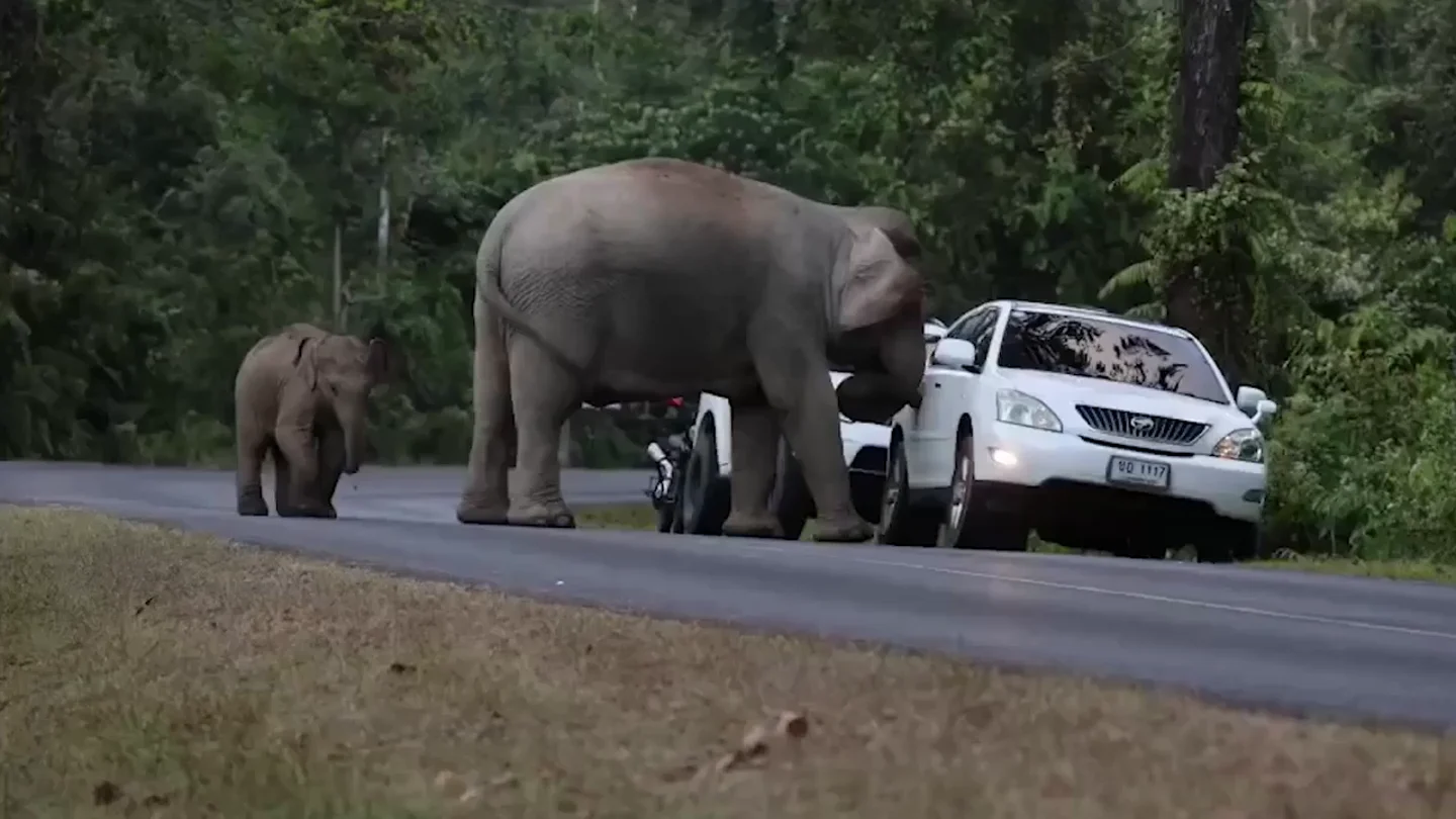 Un elefante salvaje hambriento embiste el coche de un turista mientras buscaba comida Un elefante salvaje hambriento embiste el coche de un turista mientras buscaba comida