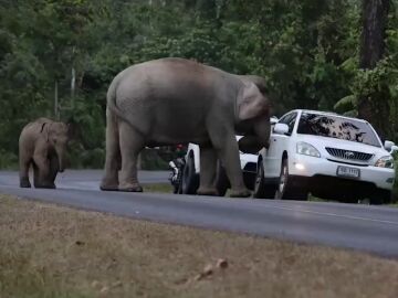 Un elefante salvaje hambriento embiste el coche de un turista mientras buscaba comida
